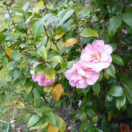 Manoir De Tireveste Panzió Lesperon