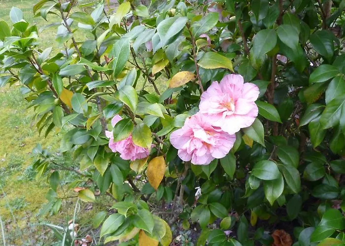 Manoir De Tireveste Bed & Breakfast Lesperon (Landes)